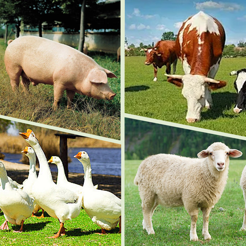 AAFQ® Dauerhafter & Hochsichtbarer Vieh-Markierungsstift 🐄💪